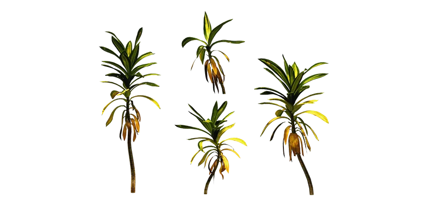 dragon tree 003 — Скачать