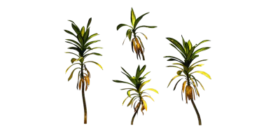 dragon tree 003 — Скачать