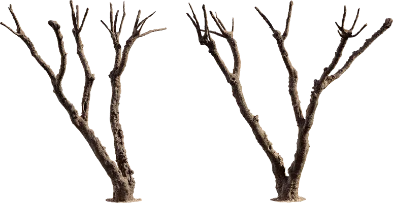 pruned tree 001 — Descargar