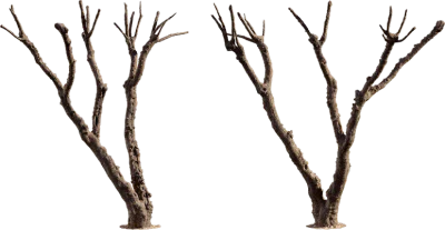 pruned tree 001 — Descargar