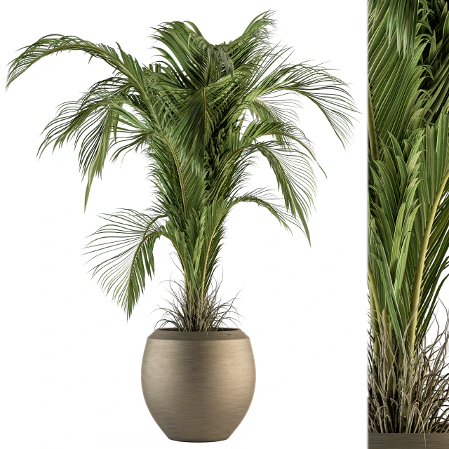 indoor Plant Set 132 - Tropical Plant — Descargar