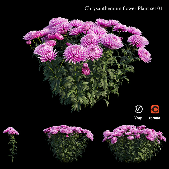 Chrysanthemum flower plant set 01 — Descargar