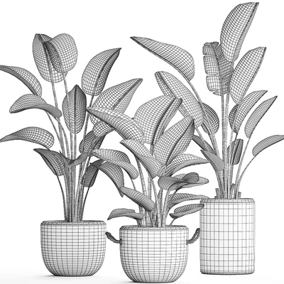Plant Collection 445. banana palm, basket, rattan, bush, strelitzia, strelitzia, interior, office plants — Ver 5
