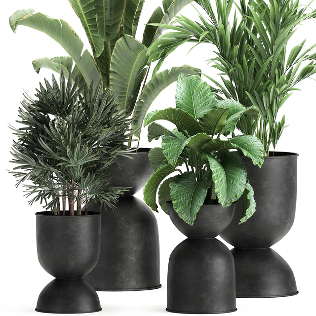 Collection of plants in black metal pots with Strelitzia, banana palm, Alokasia, rapeseed. Set 897. — Descargar