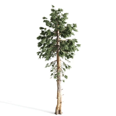 4 pines — Ver 4