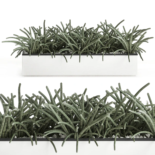 Collection of plants in outdoor white potted flower beds with tree, grass, Sansevieria. Set 585. — Descargar