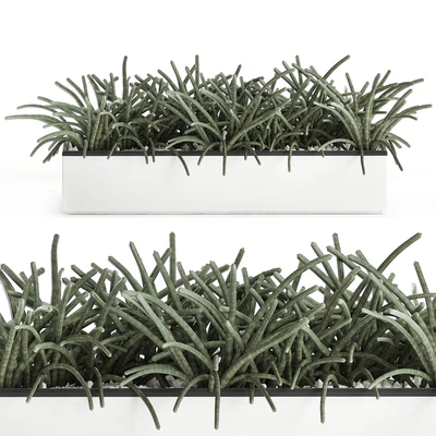 Collection of plants in outdoor white potted flower beds with tree, grass, Sansevieria. Set 585. — Ver 5