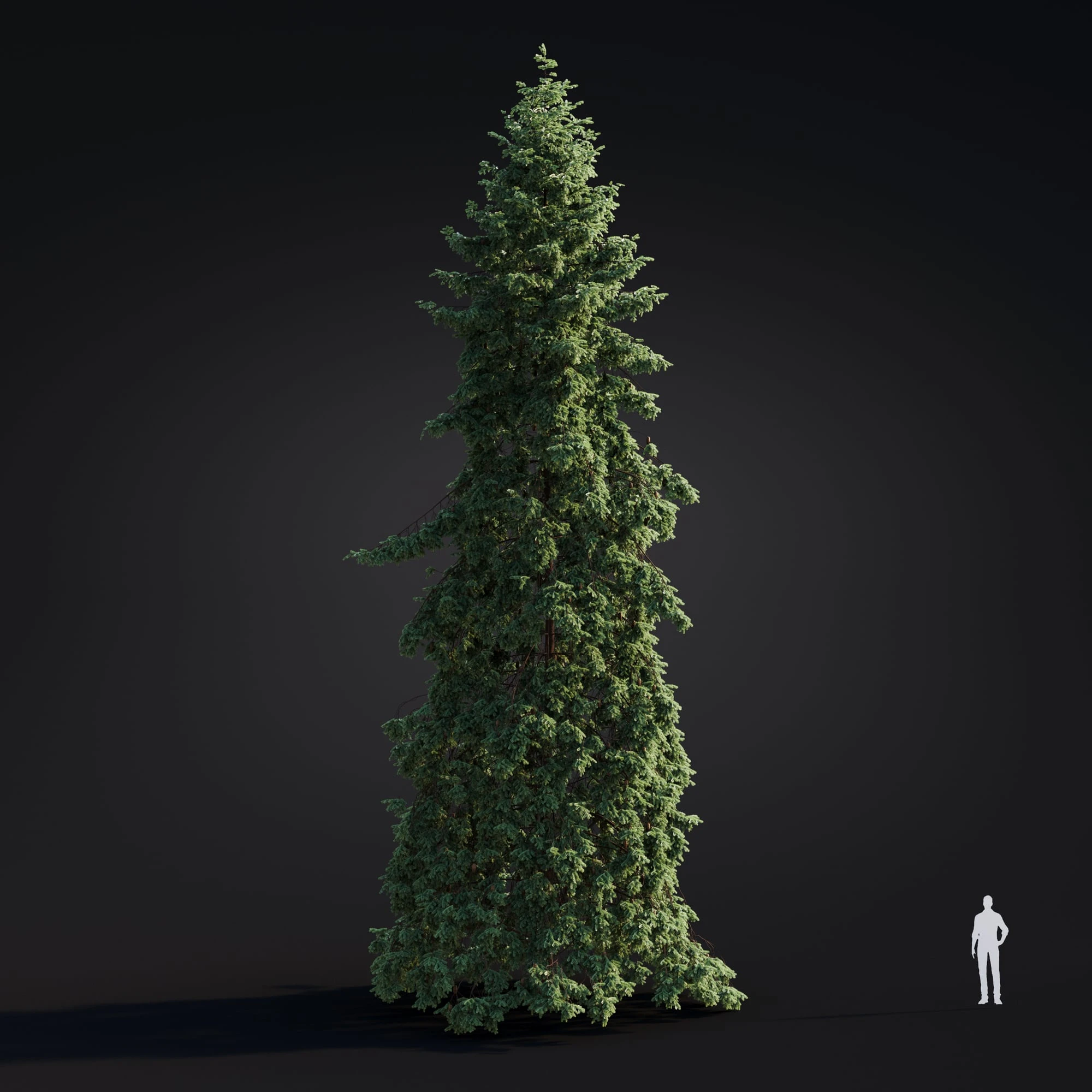 033 abies grandis — Descargar