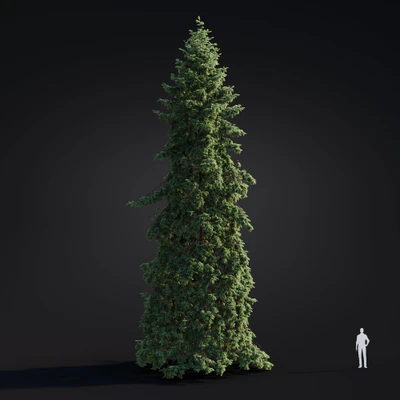 033 abies grandis — Descargar
