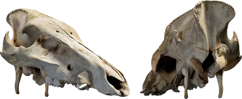 animal skull 007 — Скачать