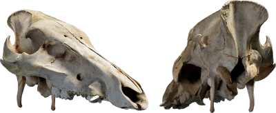 animal skull 007 — Скачать