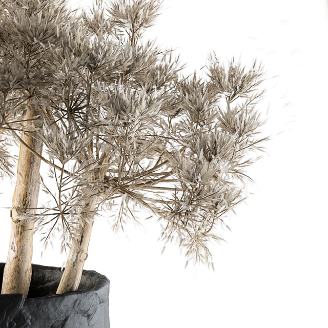 Dry plants 32 - Dried Plant — Скачать