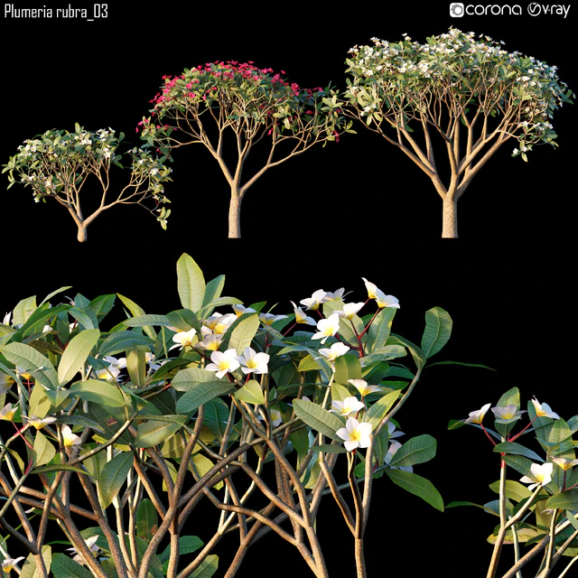 Plumeria rubra 03 — Descargar