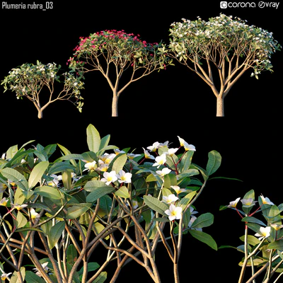 Plumeria rubra 03 — Descargar