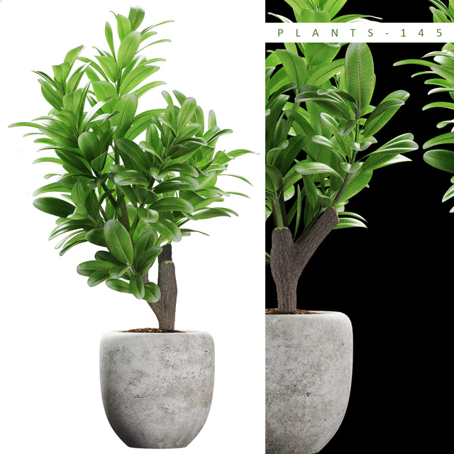 PLANTS 145 — Descargar