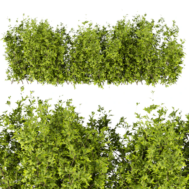 Collection plant vol 309 - bush - outdoor - leaf — Descargar