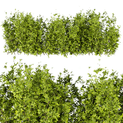 Collection plant vol 309 - bush - outdoor - leaf — Ver 6