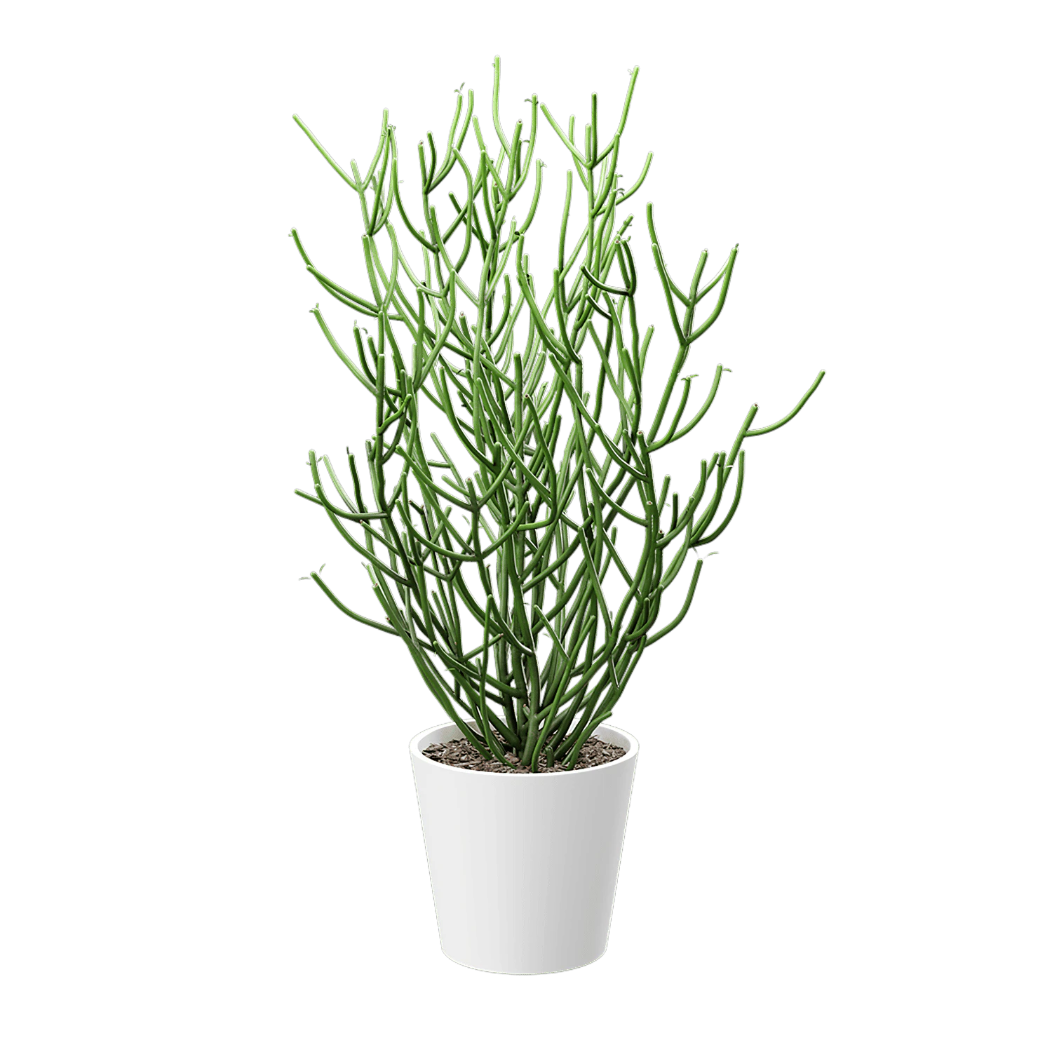 plant pencil cactus — Скачать