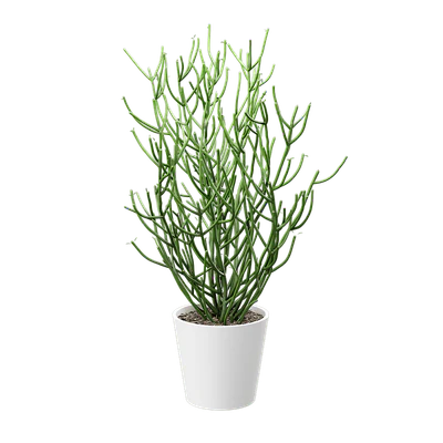 plant pencil cactus — Скачать