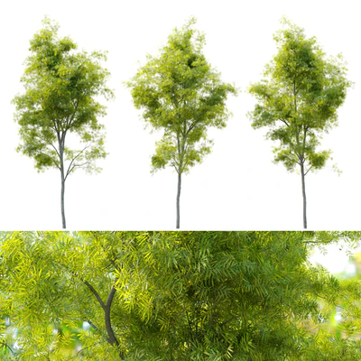Acacia retinodes (water wattle) — Вид 4