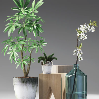 PLANTS 187 — Вид 2