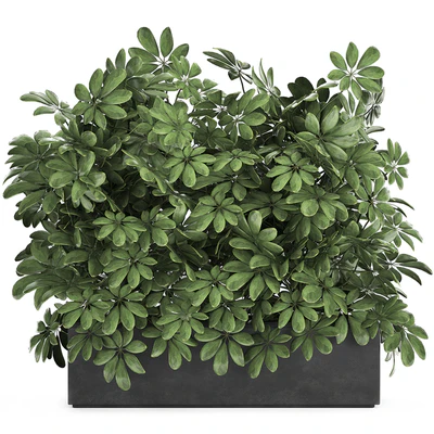 A beautiful lush shrub of an ornamental plant in a black Scheffler pot. Set 767. — Ver 1