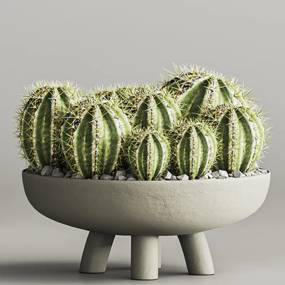 cactus & plant vol 03 — Ver 3