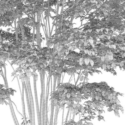 Amelanchier #5 — Вид 7