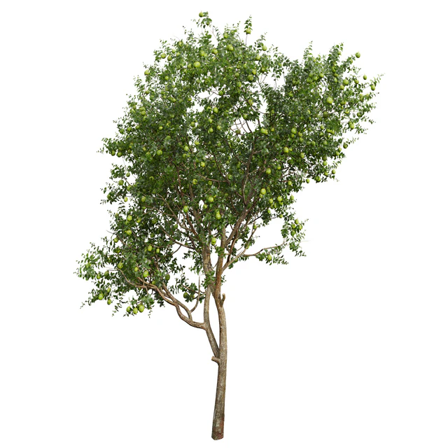 New Plant High detail Citrus Sinensis Orange Arancio Green — Descargar