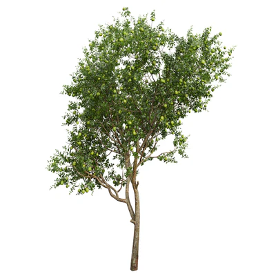 New Plant High detail Citrus Sinensis Orange Arancio Green — Ver 4