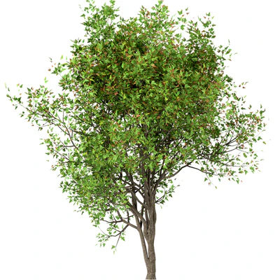 Set of Acer Ginnala Trees (Amur Maple) (4 Trees) — Вид 4