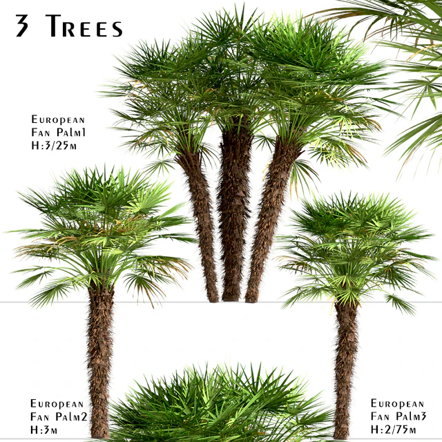 Set of European Fan Palm trees (Chamaerops Humilis) (3 Trees) — Descargar