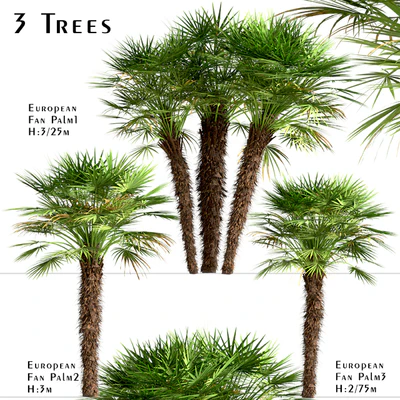 Set of European Fan Palm trees (Chamaerops Humilis) (3 Trees) — Ver 1