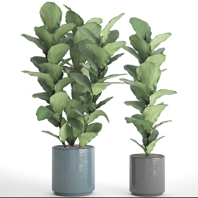 Коллекция растений в горшках. 61 ficus lyrata, Фикус лировидный, офисные растения, кусты, фикус лирата, комнатное, интерьерное, горшок, вазон, гравий — Скачать