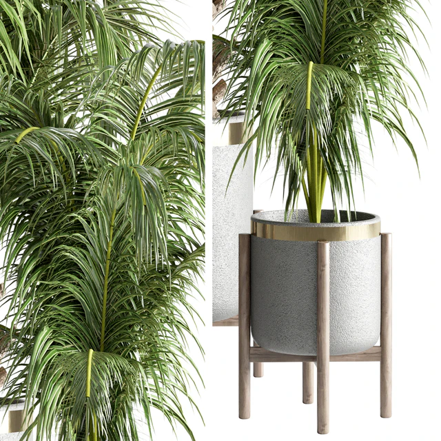 indoor plant 13 — Скачать