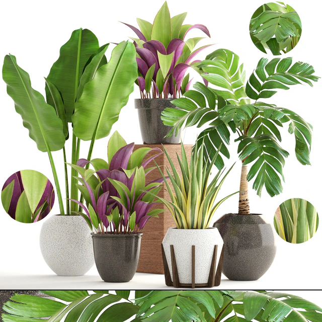 Collection of plants 173. flower, pot, palm tree, bush, banana, Hamedorea, interior plants — Descargar