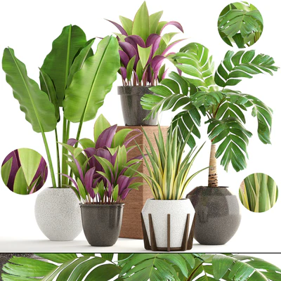 Collection of plants 173. flower, pot, palm tree, bush, banana, Hamedorea, interior plants — Ver 1
