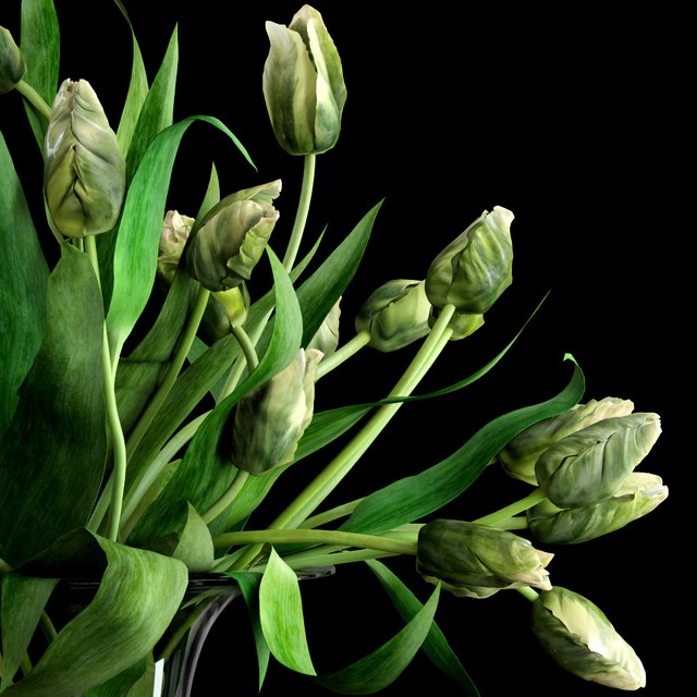 Green Parrot Tulips — Descargar