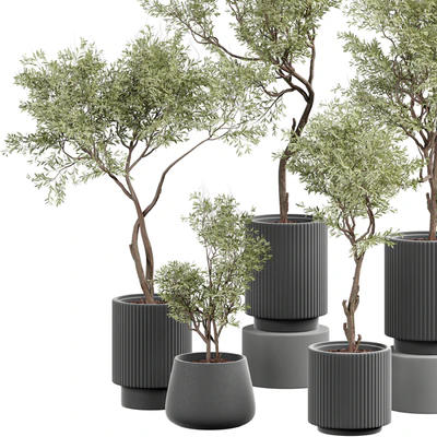 indoor Plant 404 — Вид 2