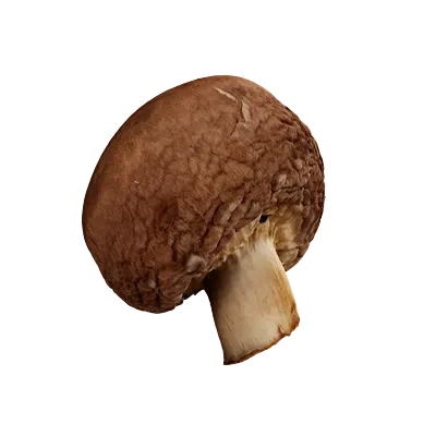 gilled mushroom 002 — Descargar