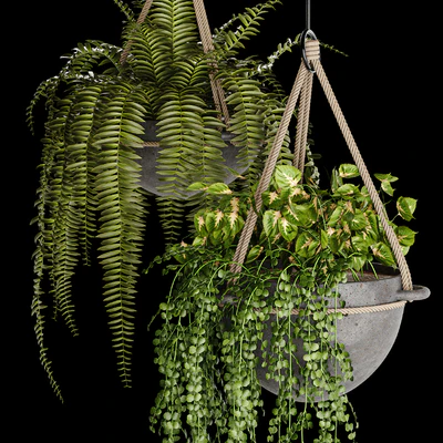 Indoor plant collection 02 — Ver 2