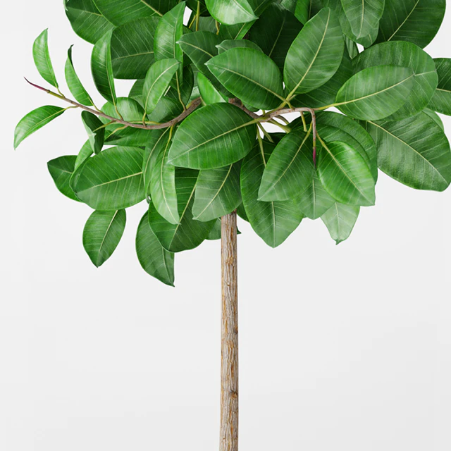 Ficus Elastica — Скачать