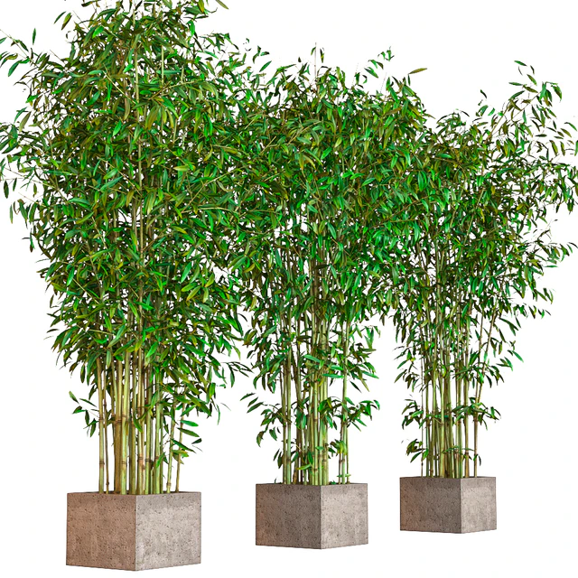 potted bamboo — Descargar
