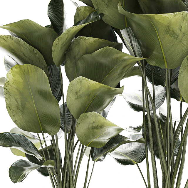 Экзотический куст Калатея лютея в горшке, Стрелиция. Набор растений 1309 — Скачать