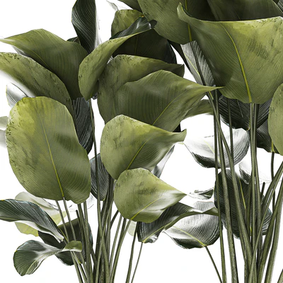 Экзотический куст Калатея лютея в горшке, Стрелиция. Набор растений 1309 — Вид 5