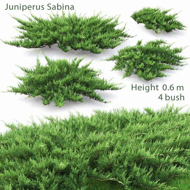 Juniperus — Скачать