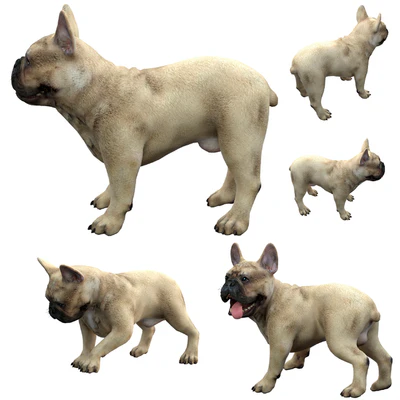 French Bulldog — View 4