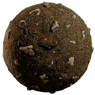 nordic forest ground pine rocky 001 — Скачать