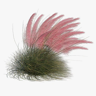 Muhlenbergia Capillaris - Pink Muhly Grass 04 — Вид 5