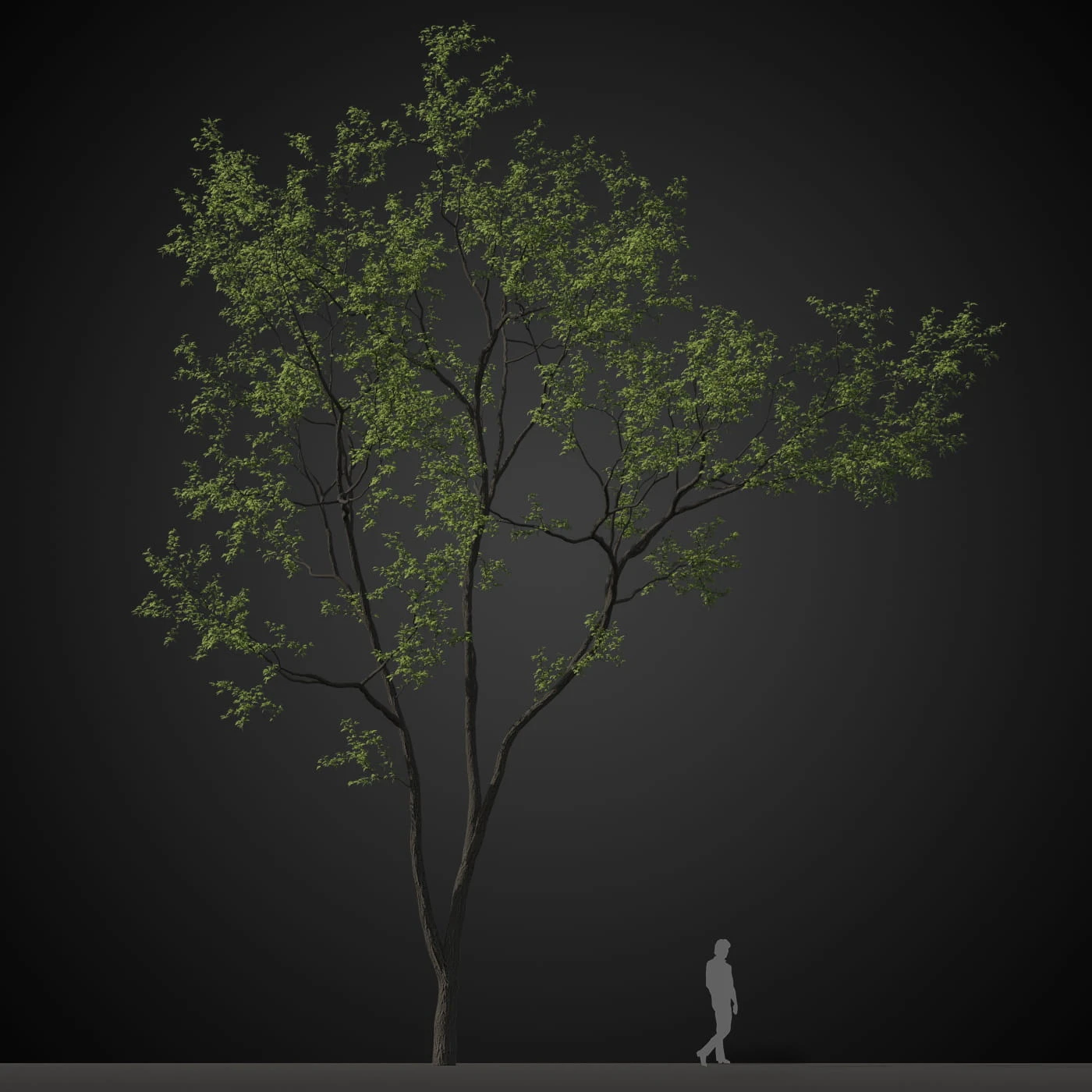 trees 005 — Descargar